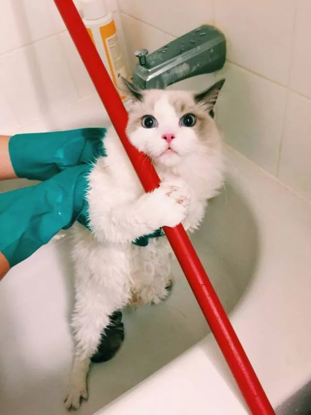 Animaux captures dans des moments demotion intense - #9 