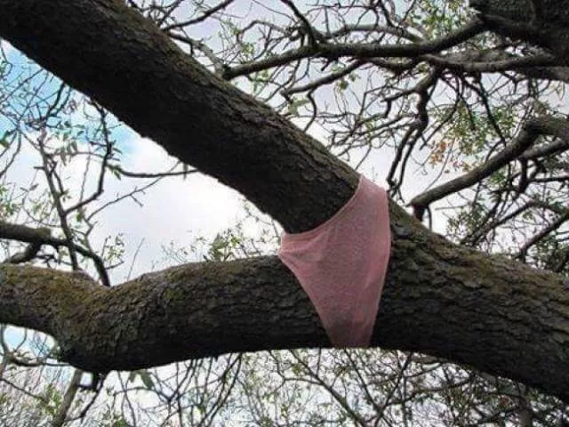 On na pas trouve de nom pour cet album on peut dire que wtf - #32 