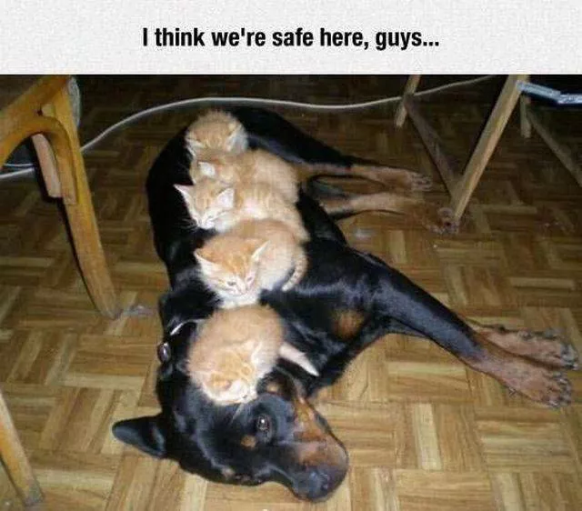 Picdump 51 - #33 