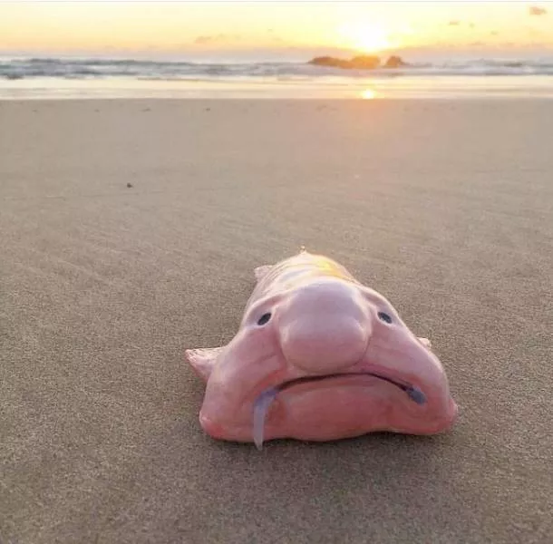 The most unique animals on the planet