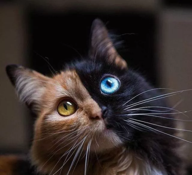 The most unique animals on the planet - #10 