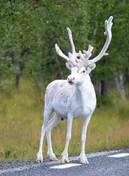 Les animaux les plus uniques de la planete - #11 