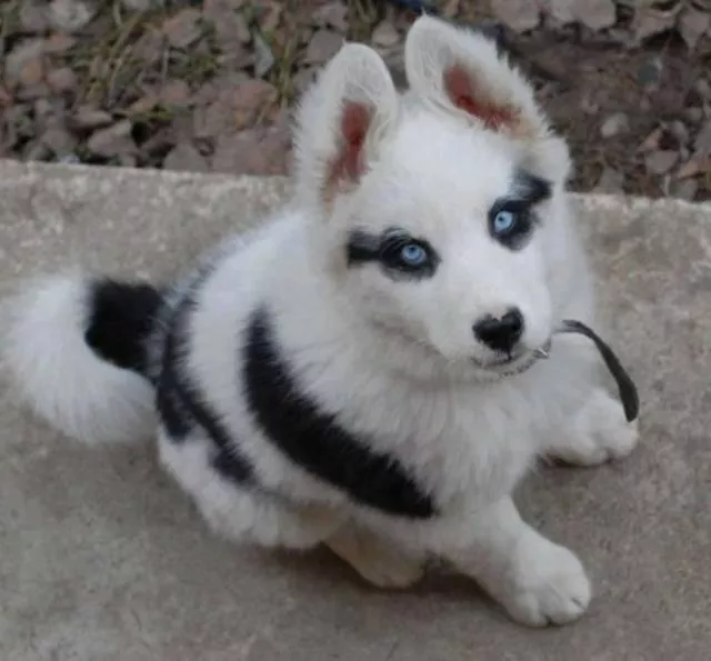 The most unique animals on the planet - #13 