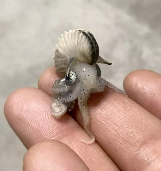 The most unique animals on the planet - #15 