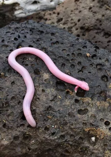 The most unique animals on the planet - #18 