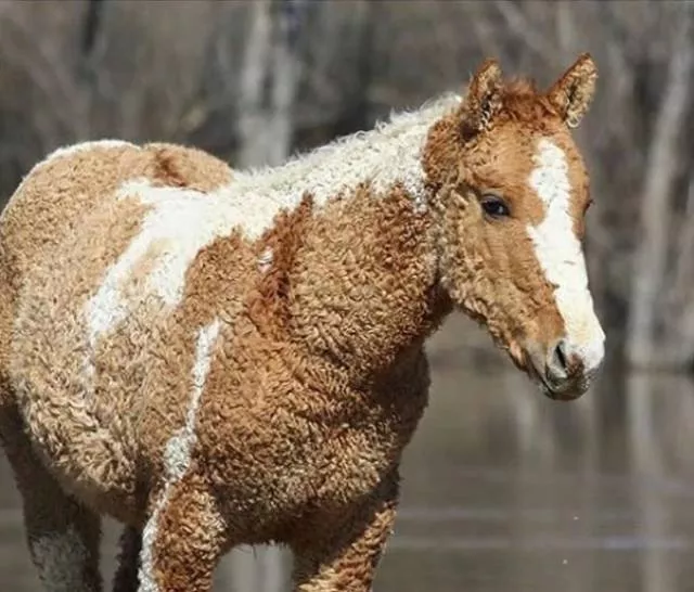 The most unique animals on the planet - #2 