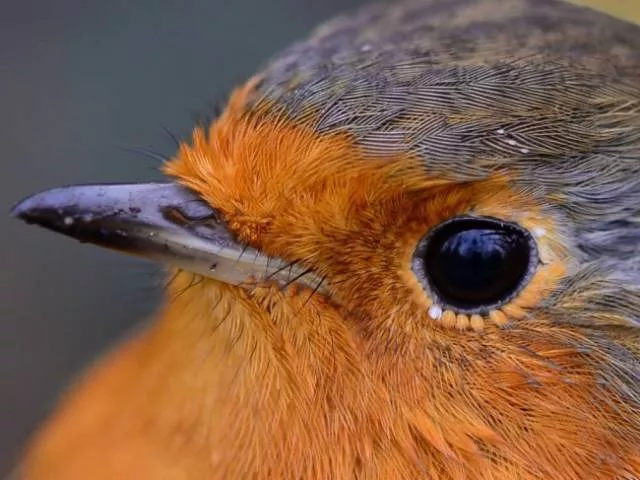 Les animaux les plus uniques de la planete - #21 
