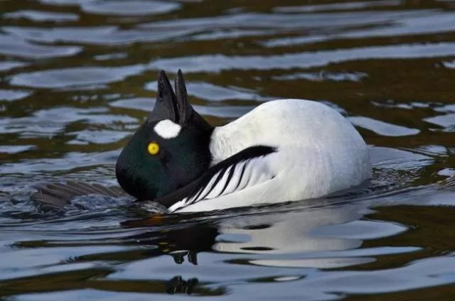 Les animaux les plus uniques de la planete - #22 