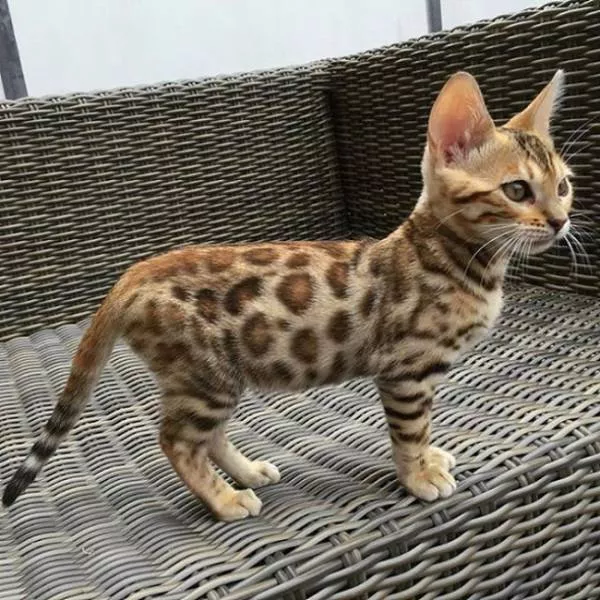 The most unique animals on the planet - #3 