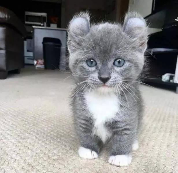 The most unique animals on the planet - #5 