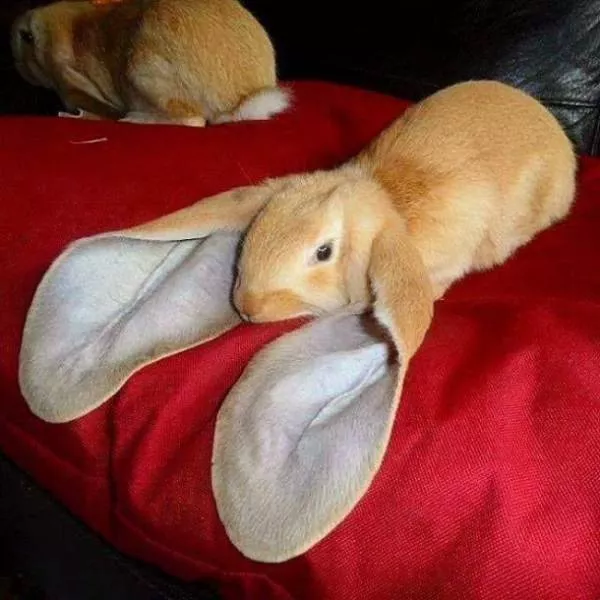 The most unique animals on the planet - #7 