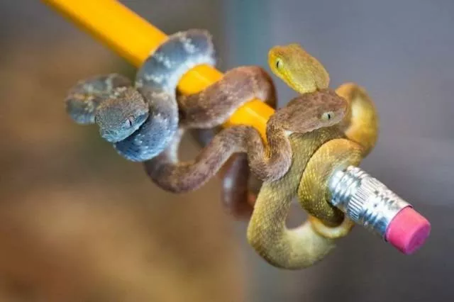 The most unique animals on the planet - #8 