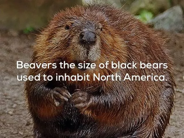 Very interesting facts - #19 