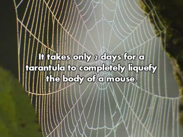 Very interesting facts - #2 