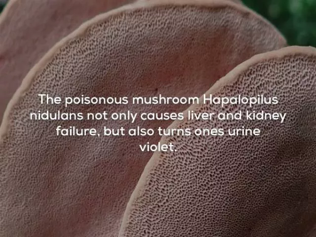 Very interesting facts - #27 