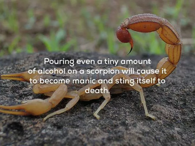 Very interesting facts - #28 