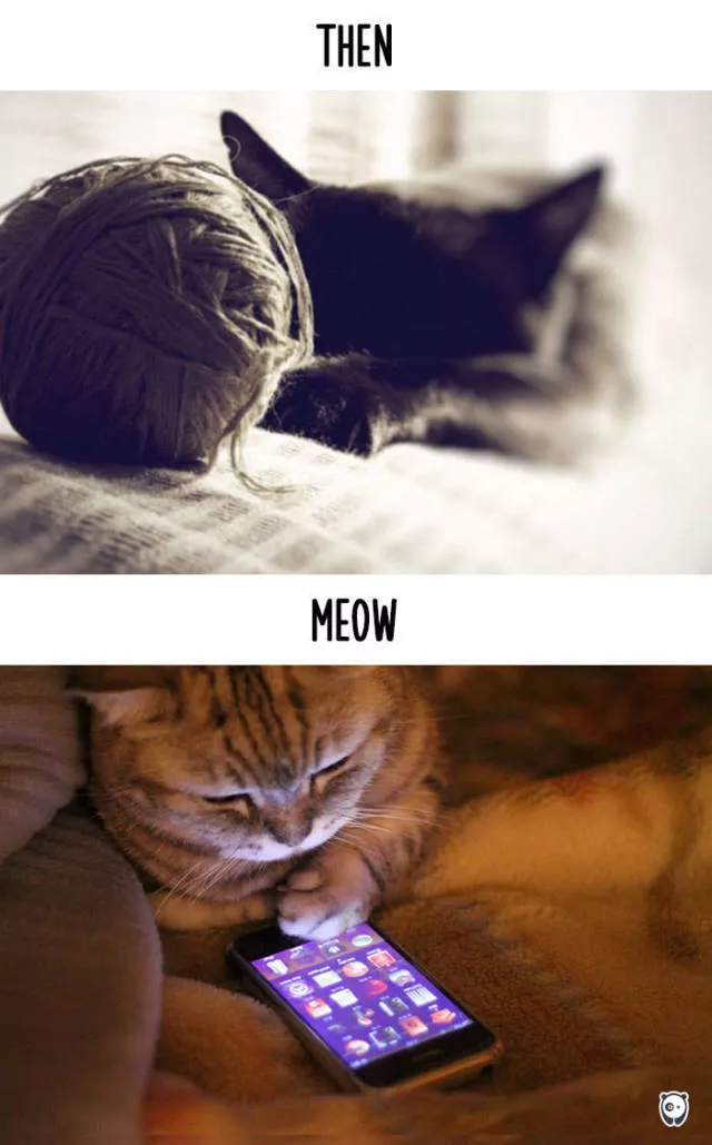 How technology changed cats habits