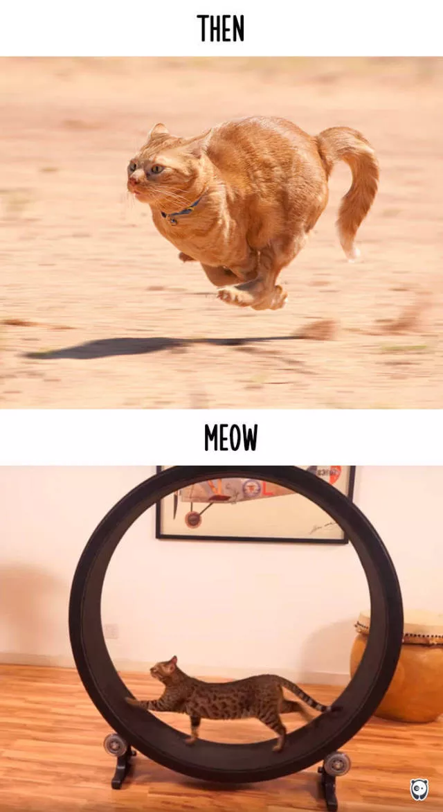 How technology changed cats habits - #12 