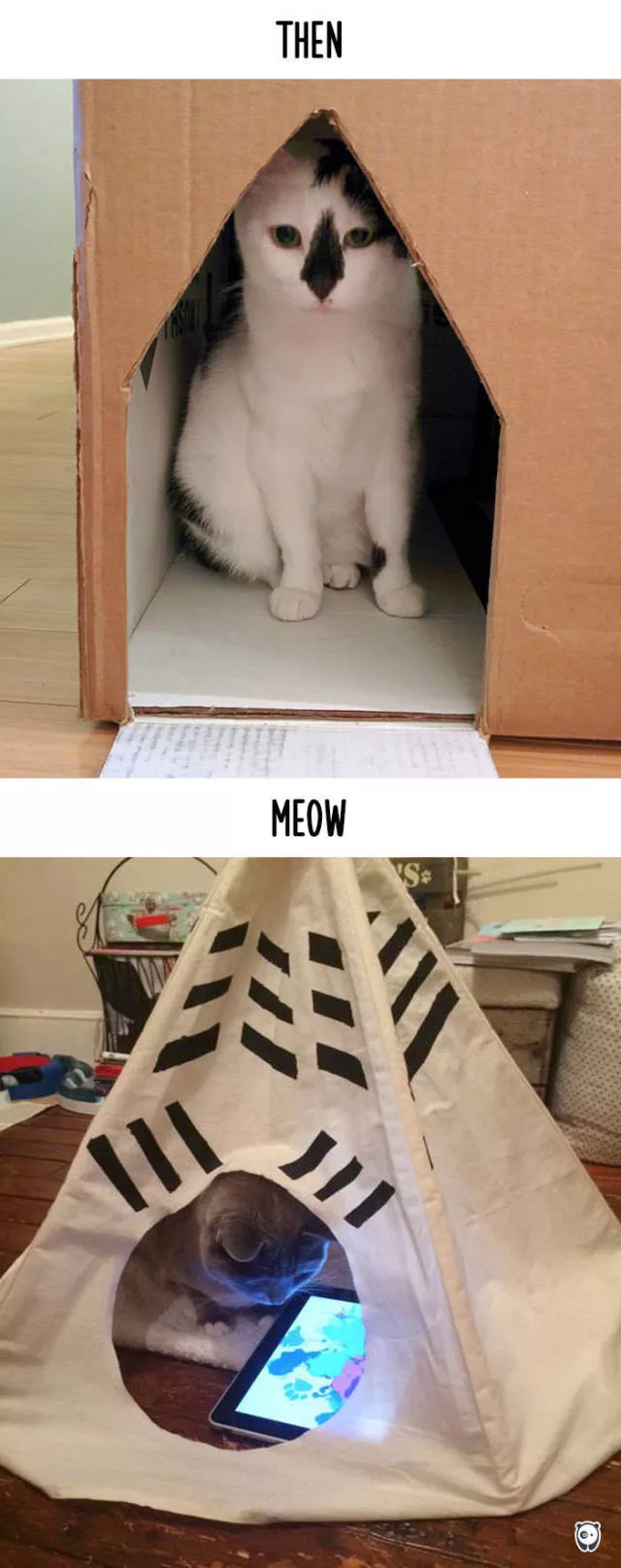 Comment la technologie a transforme les habitudes des chats - #13 