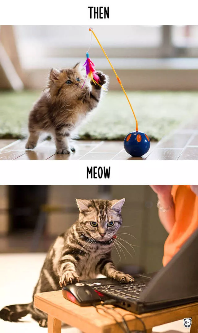 How technology changed cats habits - #14 