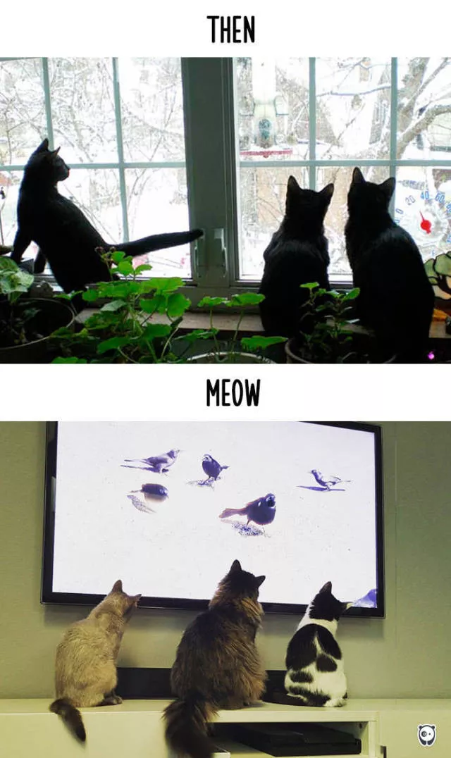 How technology changed cats habits - #15 