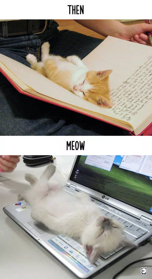 How technology changed cats habits - #2 
