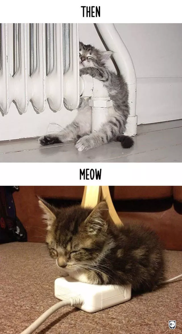 How technology changed cats habits - #3 