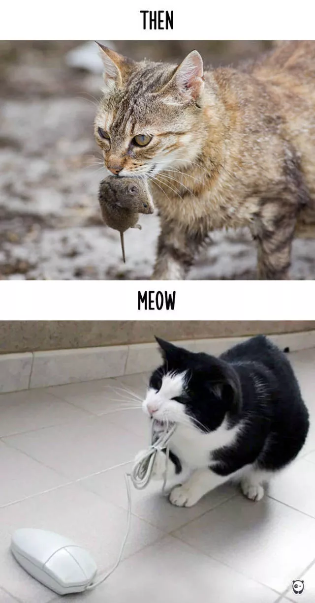 How technology changed cats habits - #4 