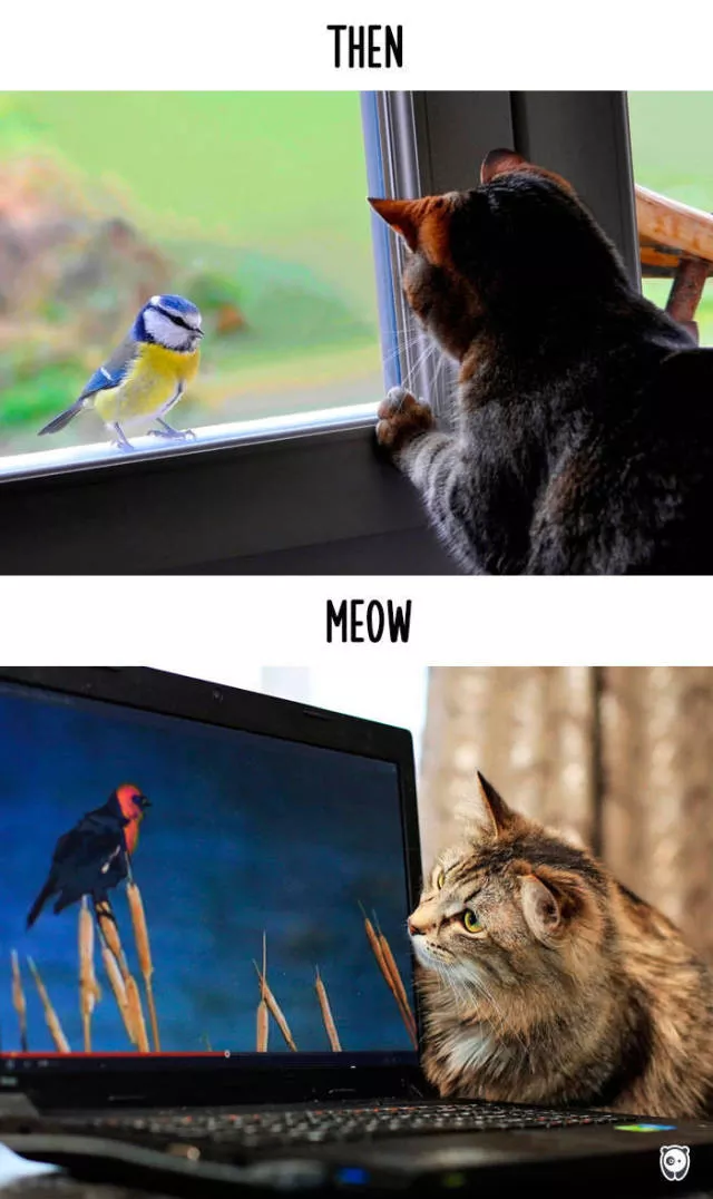 How technology changed cats habits - #5 