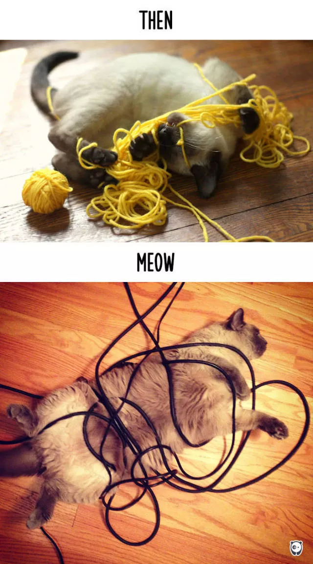 How technology changed cats habits - #6 