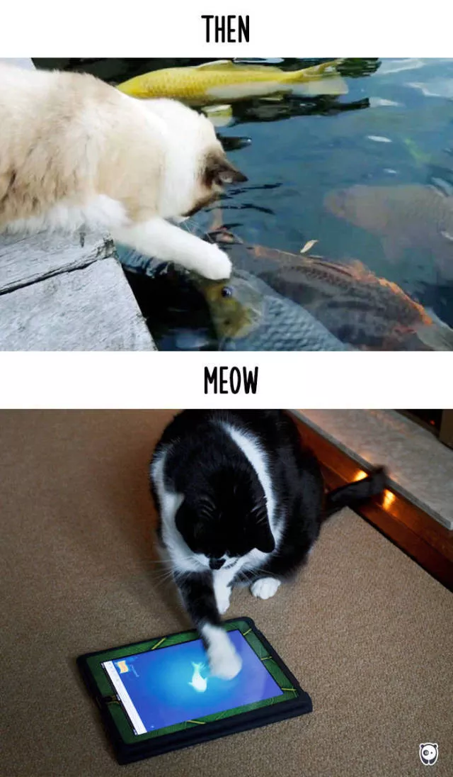 Comment la technologie a transforme les habitudes des chats - #7 