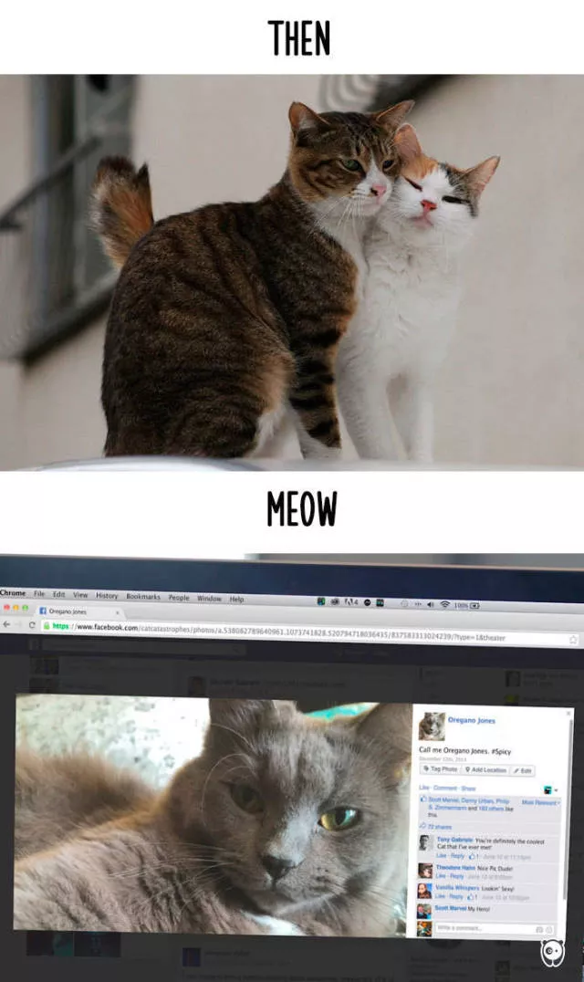 How technology changed cats habits - #8 