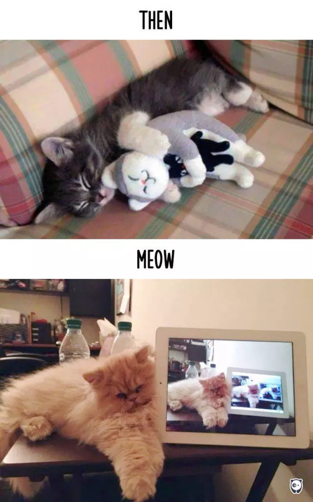 How technology changed cats habits - #9 
