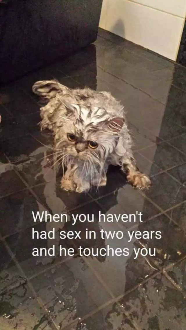Hilarious memes  - #17 