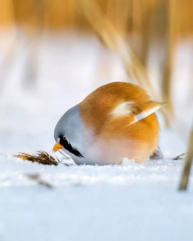 Cutest bird photos youll ever see - #1 