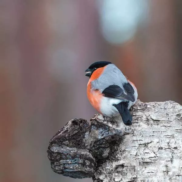 Cutest bird photos youll ever see - #10 