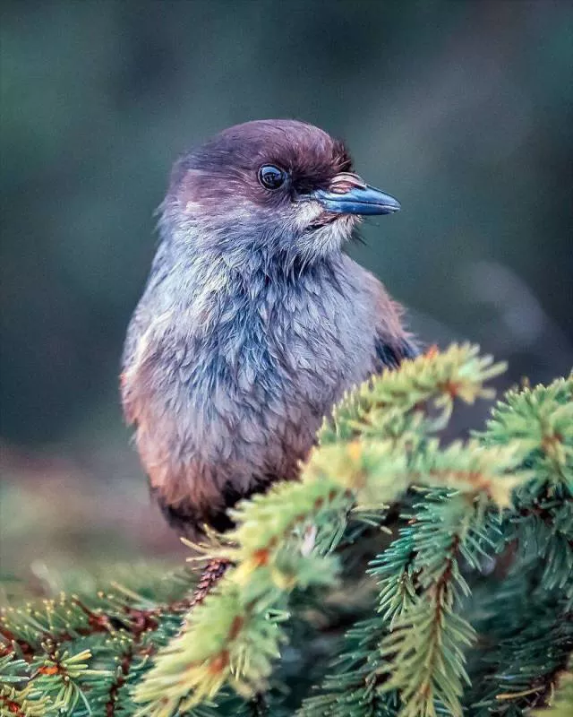 Cutest bird photos youll ever see - #11 