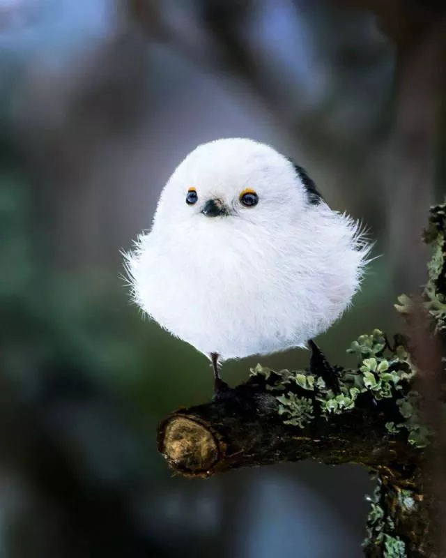 Cutest bird photos youll ever see - #12 