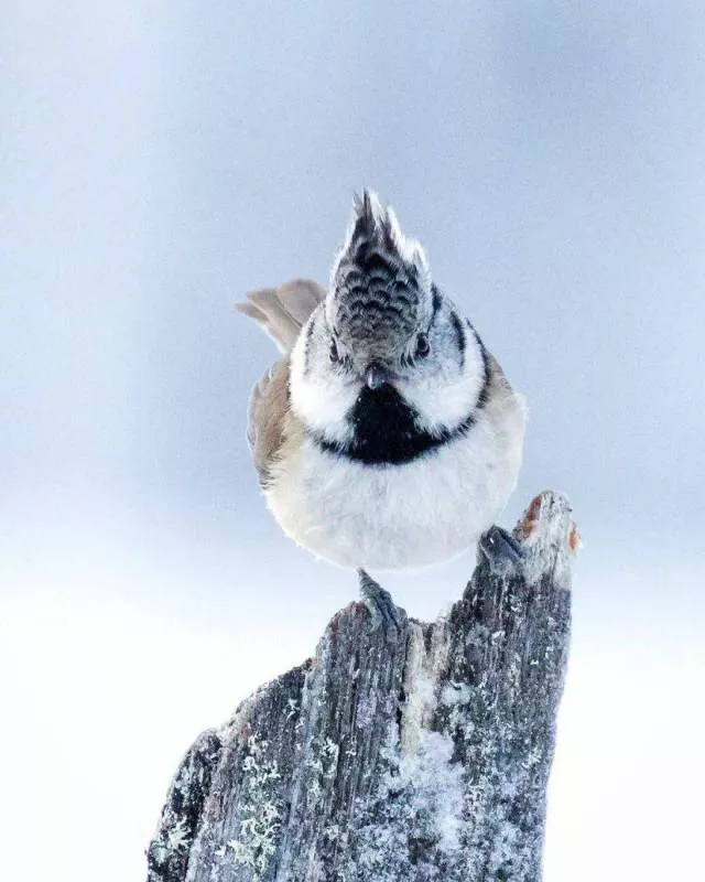 Cutest bird photos youll ever see - #13 