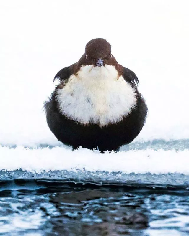 Cutest bird photos youll ever see - #15 