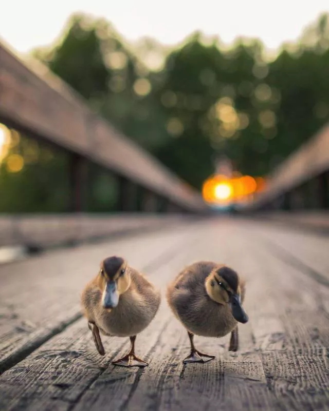 Cutest bird photos youll ever see - #18 
