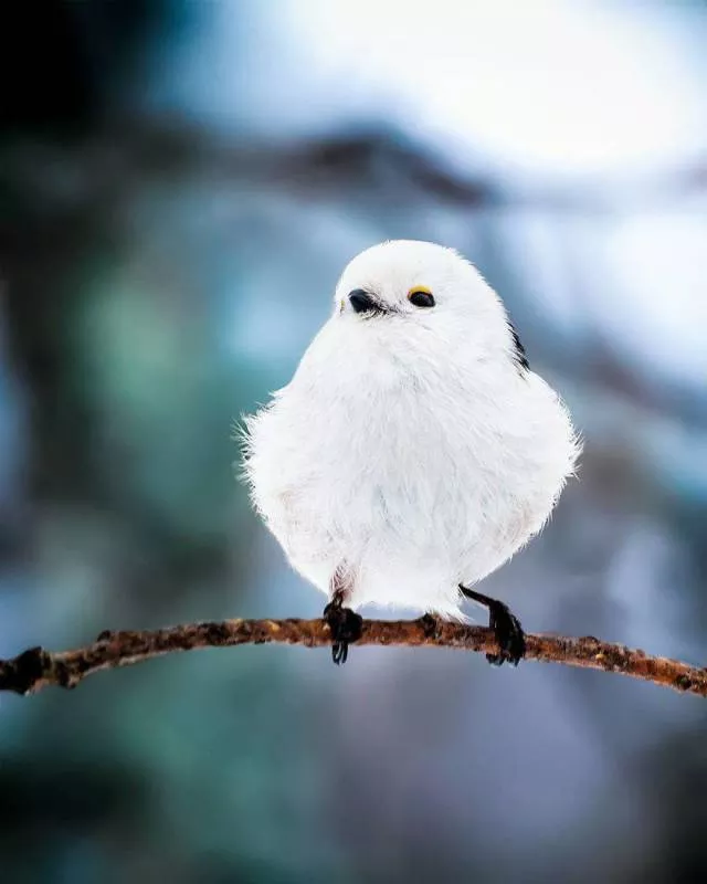 Les plus belles photos doiseaux que vous verrez jamais - #2 