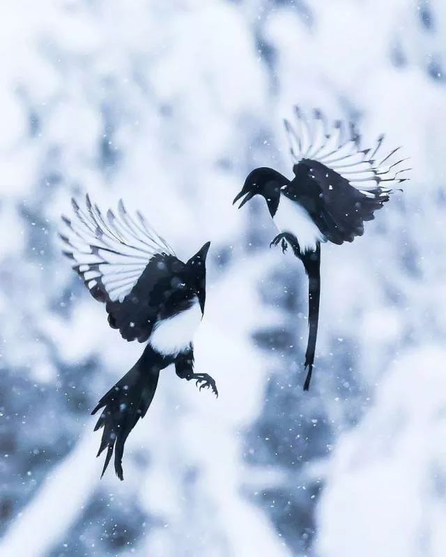 Les plus belles photos doiseaux que vous verrez jamais - #4 