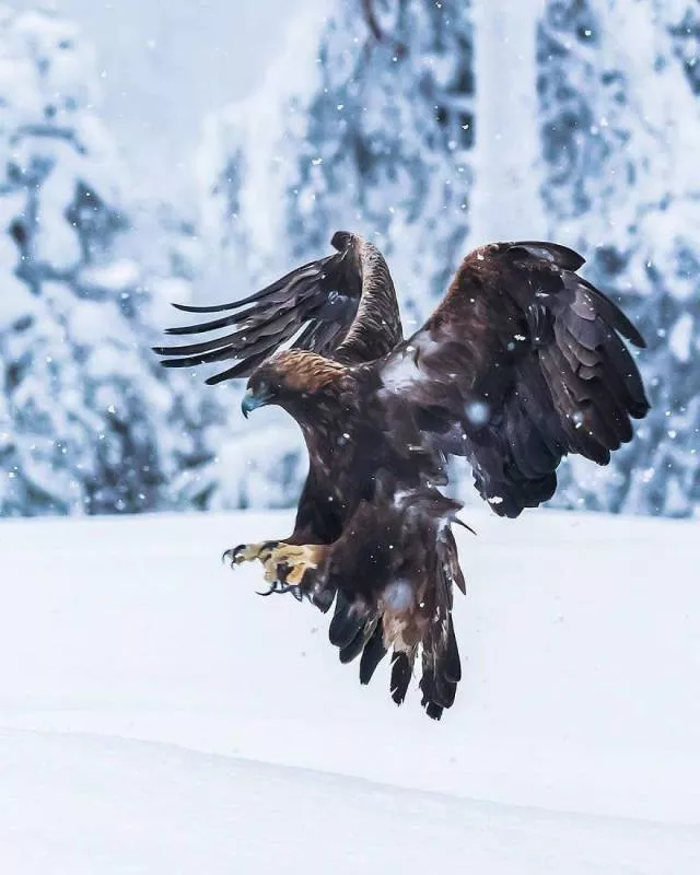 Cutest bird photos youll ever see - #5 