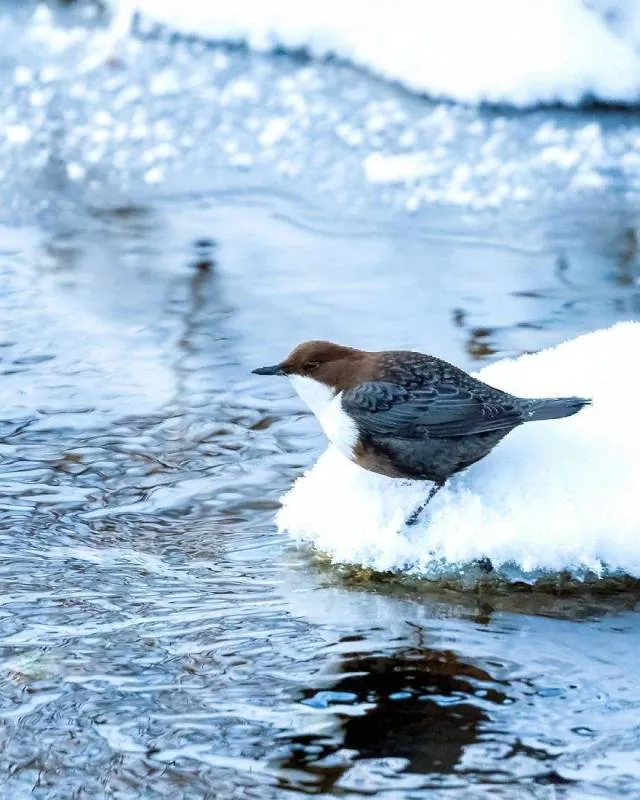 Les plus belles photos doiseaux que vous verrez jamais - #7 