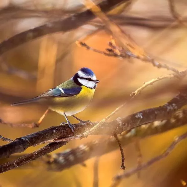 Cutest bird photos youll ever see - #8 
