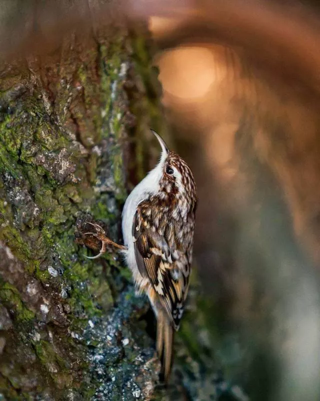 Les plus belles photos doiseaux que vous verrez jamais - #9 