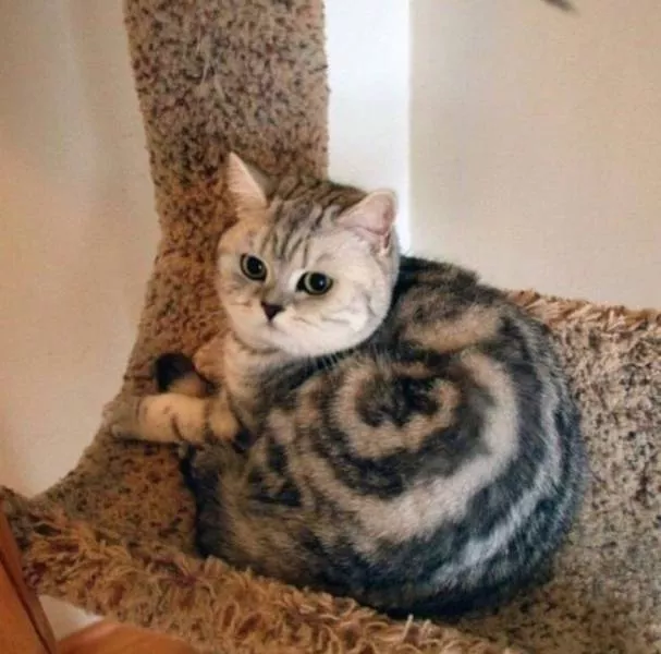 Optical illusions that require focus