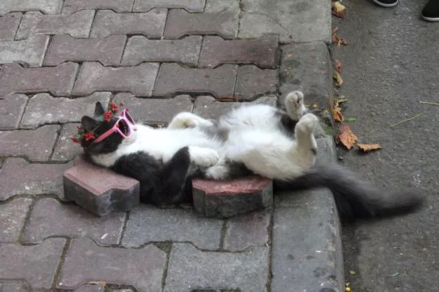 Picdump 294 - #29 