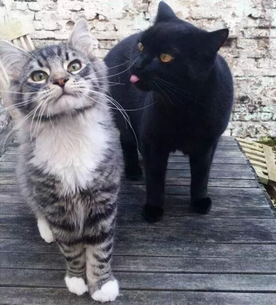 Picdump 294